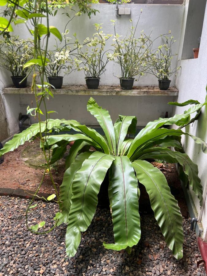 Jungle Villa Ахангама Экстерьер фото